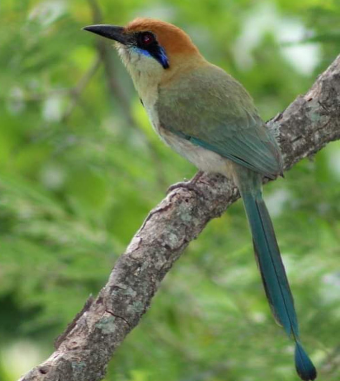 Ruta del Colibrí